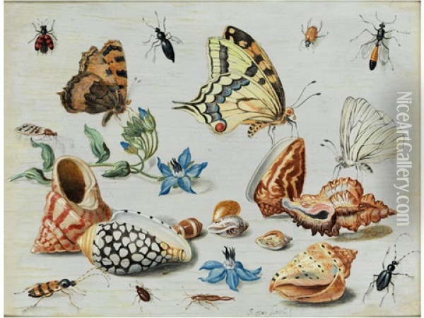 Muscheln, Schmetterlinge, Blumen Und Insekten Auf Weisem Grund Oil Painting - Jan van Kessel the Elder