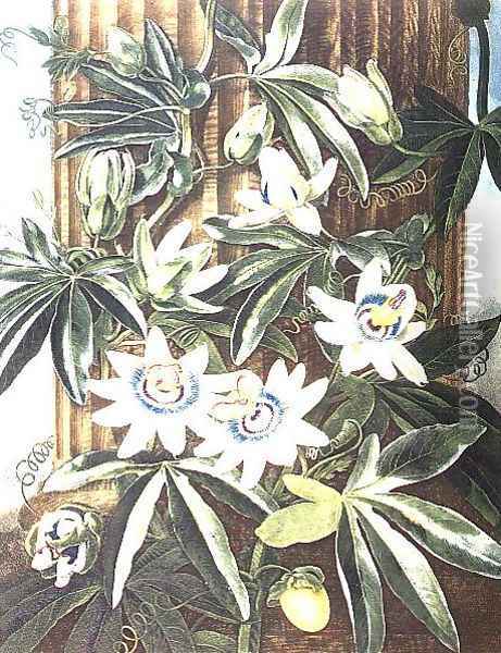 The Blue Passion Flower, engraved by Caldwell, from The Temple of Flora by Robert Thornton, pub. 1800 Oil Painting - Philip Reinagle
