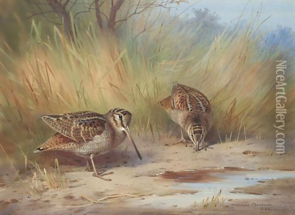 A Pair Of Woodcock Oil Painting - Archibald Thorburn