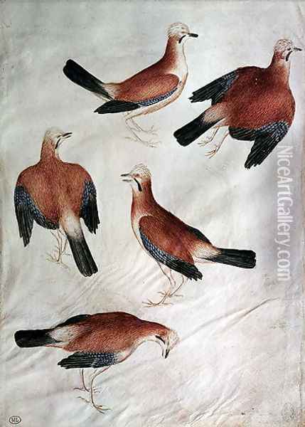 Five Jays, from the Vallardi Album Oil Painting - Antonio Pisano (Pisanello)