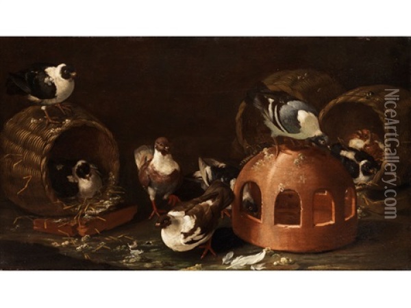 Tauben Zwischen Futtertrog Und Korben Oil Painting - Giovanni Agostino (Abate) Cassana