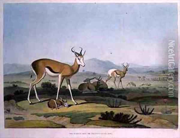 The Spring Bok or Leaping Antelope Oil Painting - Samuel Daniell