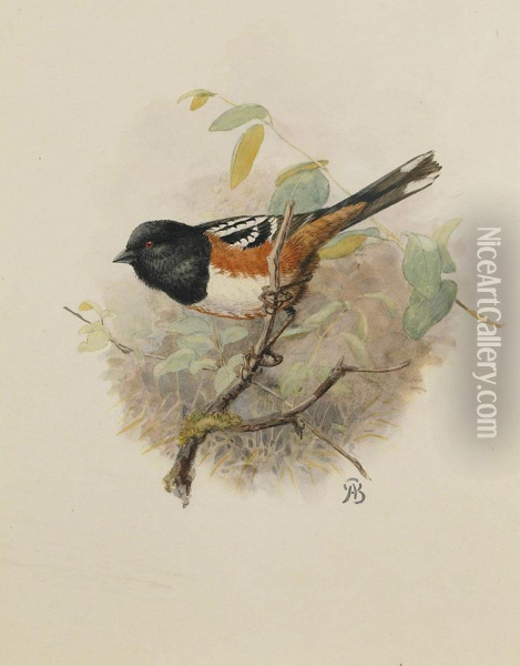 Spotted Towhee Oil Painting - Allan Brooks