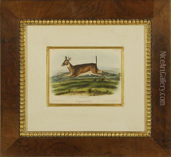 Long-tailed Deer Oil Painting - John James Audubon