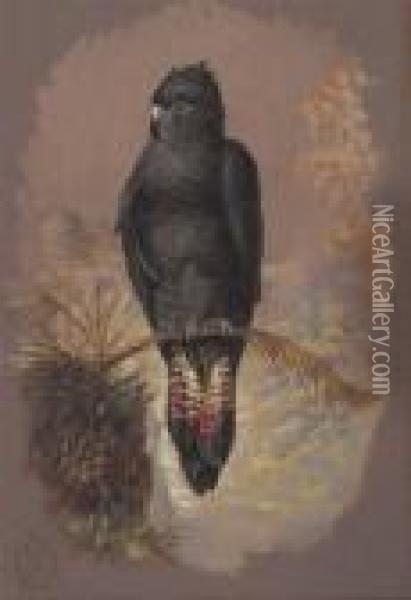Sulphur Crested And Black Cockatoo Oil Painting - Henry Bright