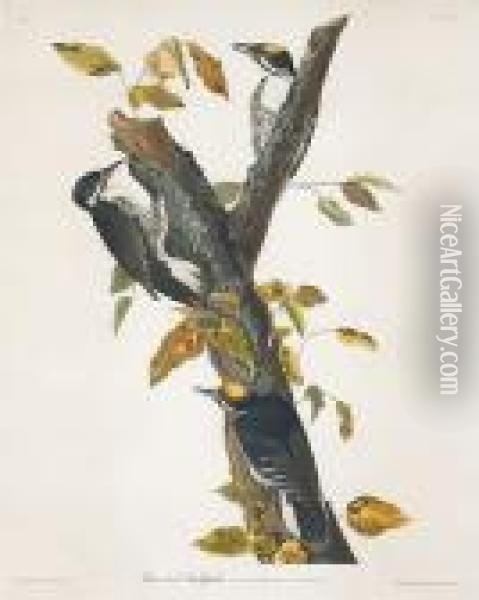 Three-toed Woodpecker (pl. Cxxxii) Oil Painting - John James Audubon