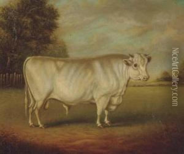 Earl Spencer's Famous Shorthorn Bull Oil Painting - William Henry Davis