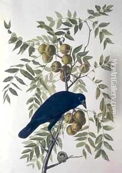 American Crow, from 'Birds of America' Oil Painting - John James Audubon