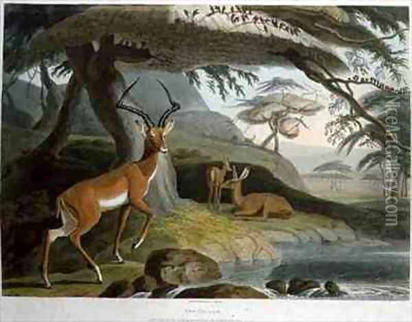 The Pallah Oil Painting - Samuel Daniell
