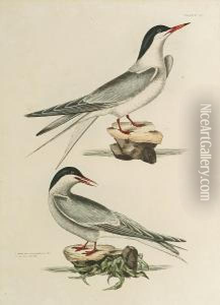 'common Tern And Arctic Tern', 'gull Billed Tern And 'sandwich Tern' Oil Painting - Prideaux John Selby