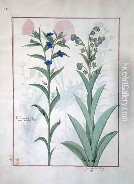 Pulmonaria and Lungwort, illustration from The Book of Simple Medicines, by Mattheaus Platearius d.c.1161 c.1470 Oil Painting - Robinet Testard
