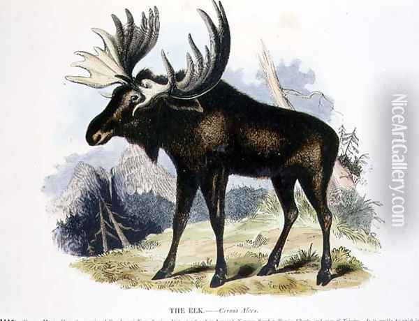 The Elk (Cervus alces) educational illustration pub. by the Society for Promoting Christian Knowledge, 1843 Oil Painting - Josiah Wood Whymper