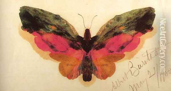 Butterfly 1900 Oil Painting - Albert Bierstadt