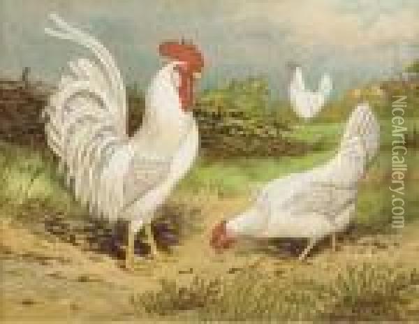 Comprising The Breeding & Management Of Profitable Andornamental Poultry: Six Plates Oil Painting - Harrison William Weir