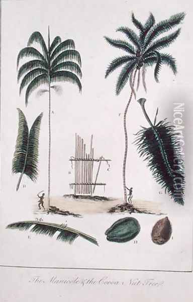 The Manicole and the Cocoa Nut Tree, from Narrative of a Five Years Expedition against the Revolted Negroes of Surinam 1772-77, published 1791 Oil Painting - John Gabriel Stedman