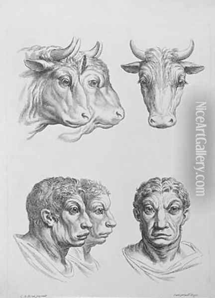 Similarities Between the Head of an Ox and a Man Oil Painting - Charles Le Brun