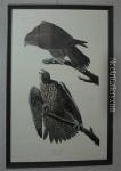 Labrador Falcon Oil Painting - John James Audubon