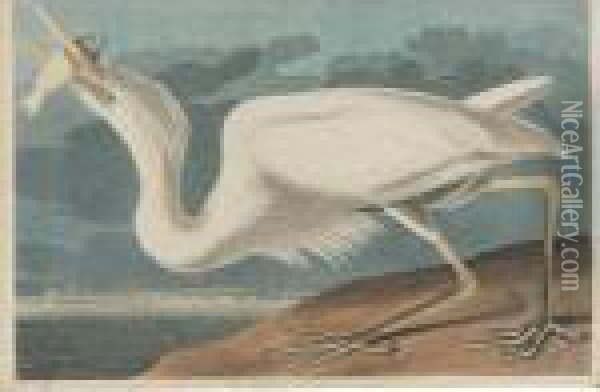 Great White Heron (plate Cclxxxi) Oil Painting - John James Audubon