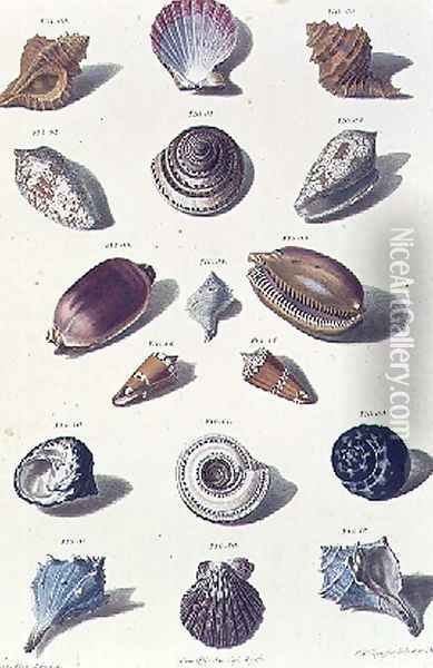 Shells, plate 6 from A Selection of Shells and Crustacea, pub. 1758 Oil Painting - Regenfus, Franz Michael