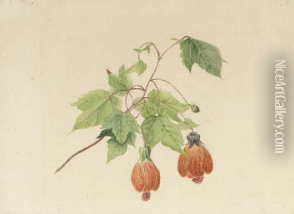 A Study Of A Chinese Bell Flower Oil Painting - Geraldine Jacoba Van De Sande Bakhuyzen