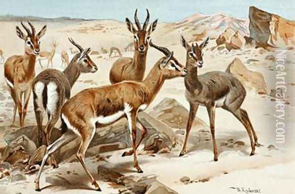 Gazelles Oil Painting - Wilhelm Kuhnert