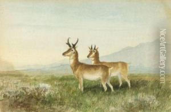 Antelope On The Plains Oil Painting - Newbold Hough Trotter