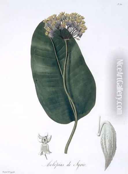 Asclepias Syriaca from Phytographie Medicale Oil Painting - L.F.J. Hoquart
