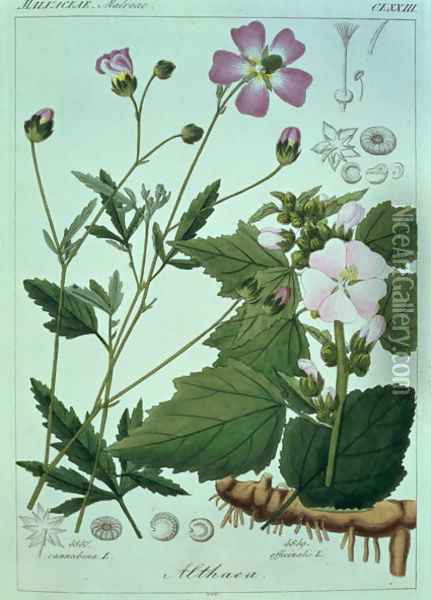 Althaea officinalis Marsh Mallow plate 173, illustration from Icones Florae Germanicae Helveticae..., Tom 5, 1844 Oil Painting - Heinrich Gottlieb Ludwig Reichenbach