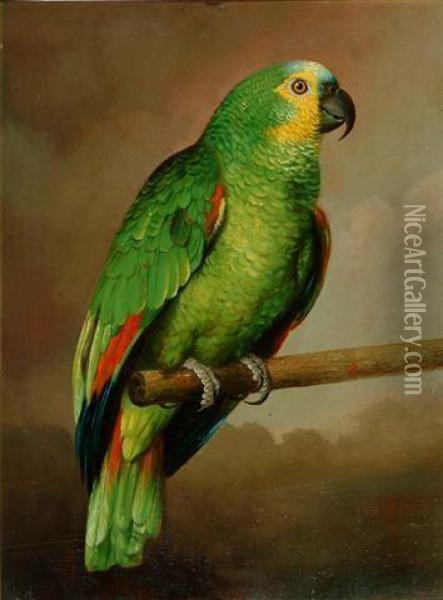 Portrait Of A Blue Fronted Amazon Parrot On A Perch Oil Painting - Thomas Cooper Gotch