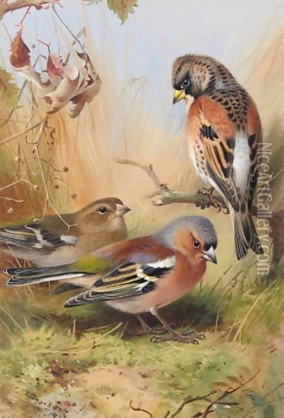 A Brambling And A Pair Of Chaffinches Oil Painting - Archibald Thorburn