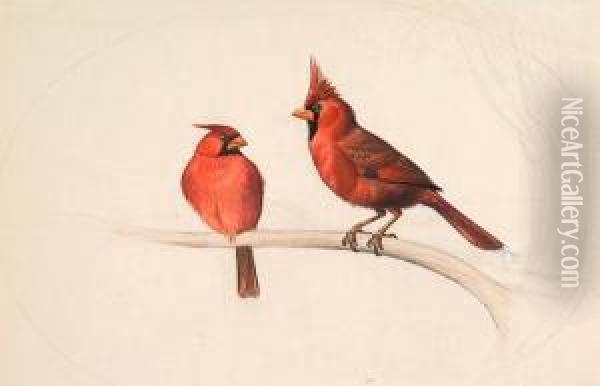 Cardinalis Cardinalis Oil Painting - Edouard Travies