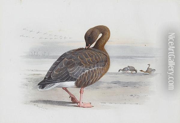 A Pink-footed Goose Oil Painting - Archibald Thorburn