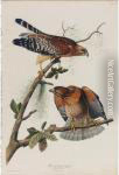 Red-shouldered Hawk (plate Lvi) Oil Painting - John James Audubon