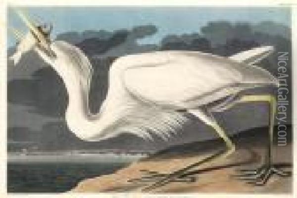 Great White Heron Oil Painting - John James Audubon