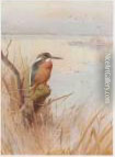 A Kingfisher; A Jay Oil Painting - Archibald Thorburn