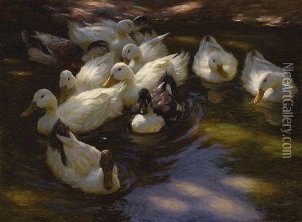 Ducks In The Morning Sun Oil Painting - Alexander Max Koester