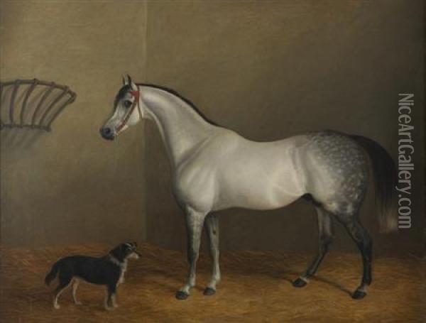 Portrait Of A Dapple Grey Hunter In A Stable Interior Oil Painting - James Clark