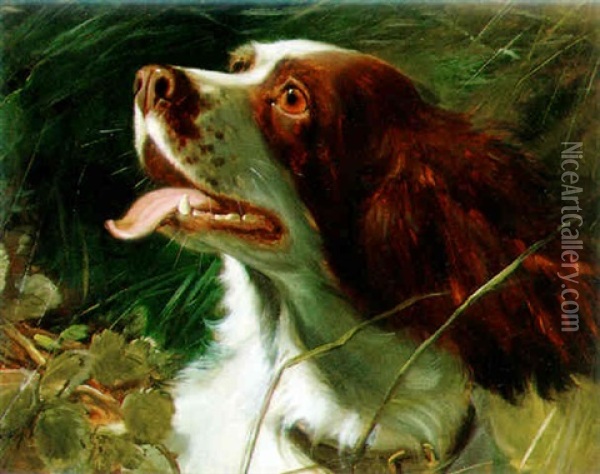 Springer Spaniel Oil Painting - George Earl