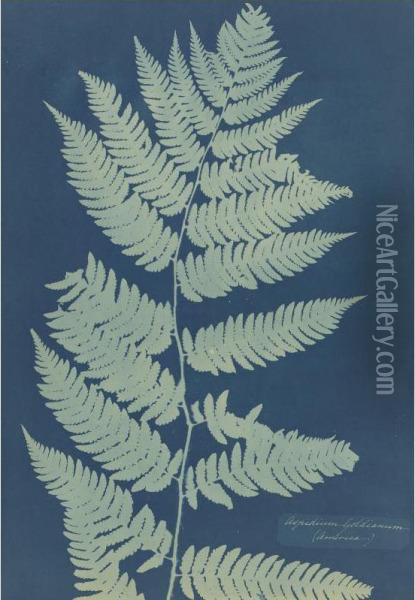 Aspidium Goldianum (america) Oil Painting - Anna Atkins