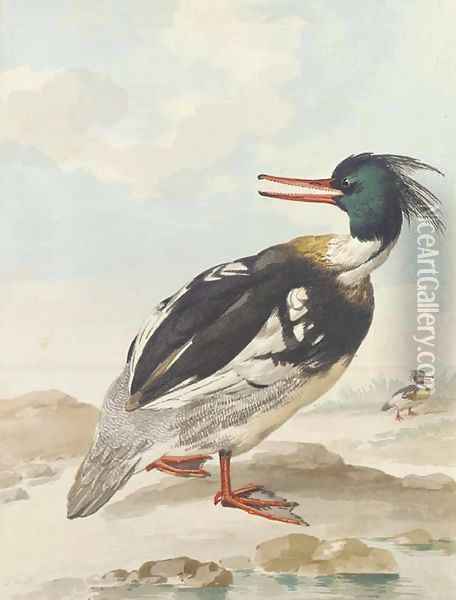 A Merganser standing on rocks with another behind Oil Painting - Aert Schouman