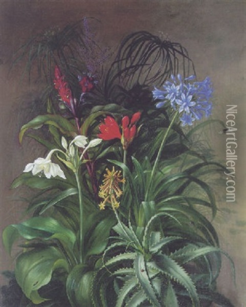 Opstilling Med Apacantus, Aloe Vera Og Nilgraes Oil Painting - Hermania Sigvardine Neergard
