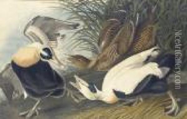 Eider Duck Oil Painting - John James Audubon