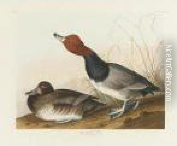 Red-headed Duck (plate Cccxxii) Oil Painting - John James Audubon