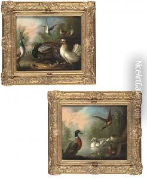 Peacocks, Poultry And Doves In A Wooded Landscape Oil Painting - Marmaduke Cradock