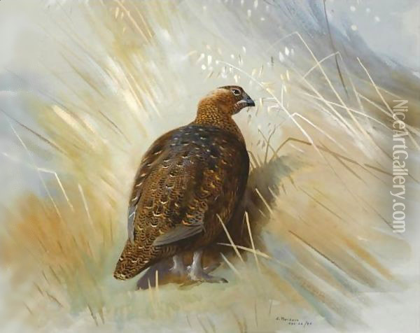 Grouse Oil Painting - Archibald Thorburn