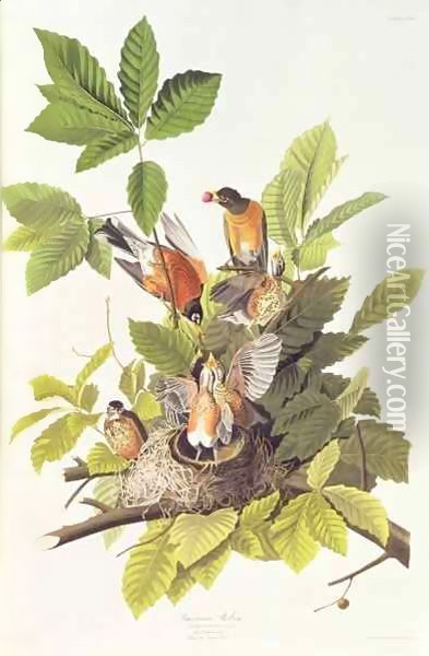 Turdus migratorius (American Robin) one male, two females and young Oil Painting - John Woodhouse Audubon
