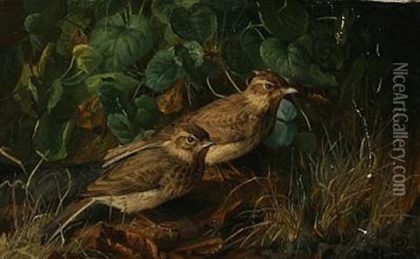 Two Sparrows In A Forest Floor Oil Painting - Niels Peter Rasmussen