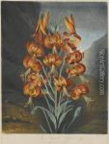 The Superb Lily From Temple Of Flora Oil Painting - Robert John, Dr. Thornton