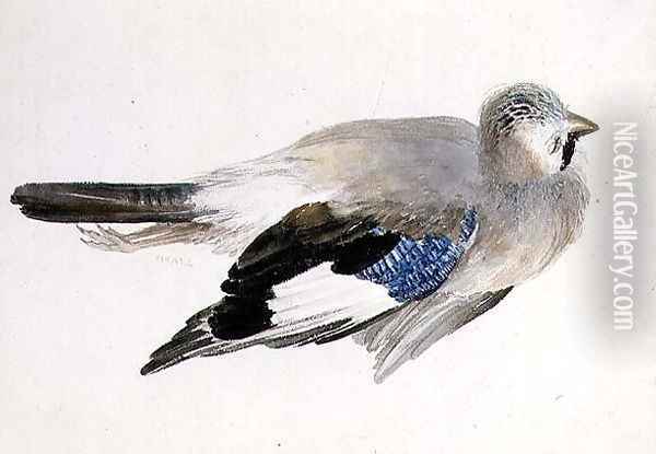 Jay, from The Farnley Book of Birds, c.1816 Oil Painting - Joseph Mallord William Turner