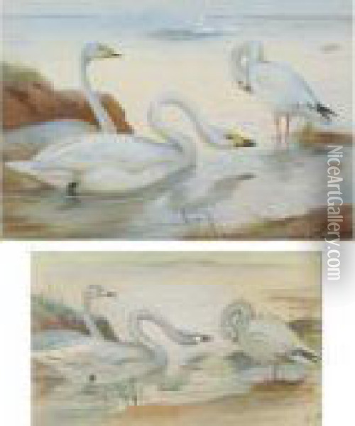 Bewick's Swan And Snow-goose Oil Painting - Archibald Thorburn